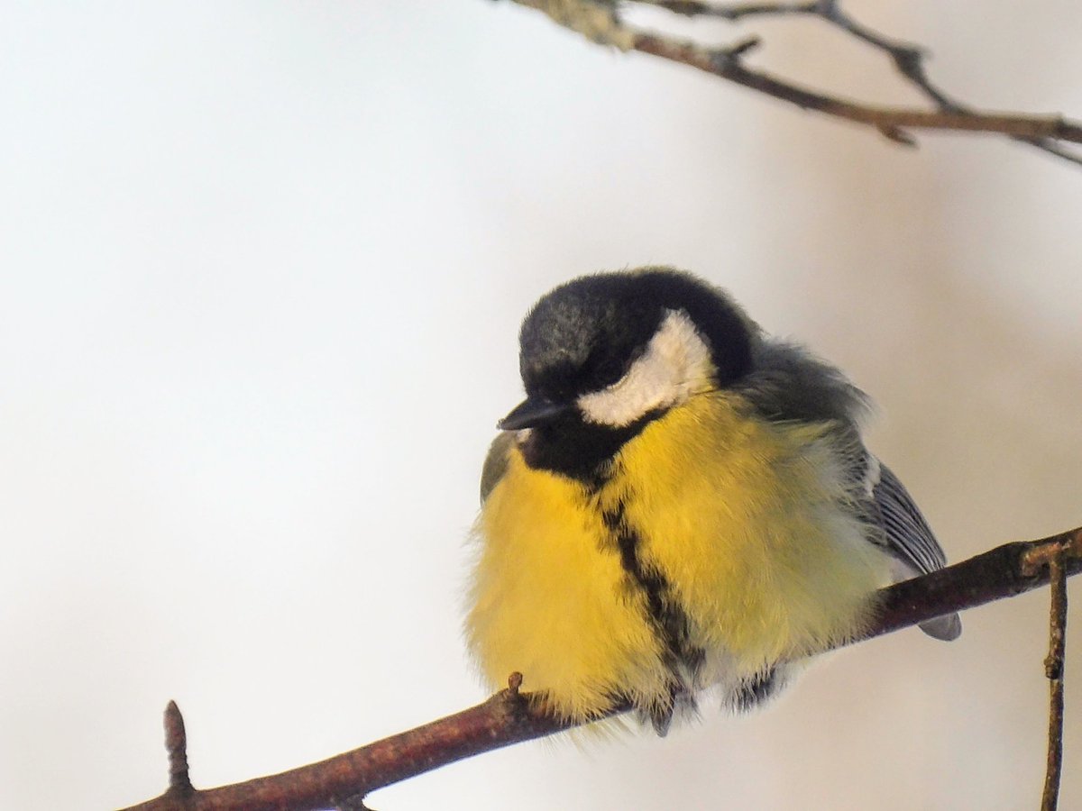 Sunday 
#birdphotography #birding #BirdsOfX #NaturePhotography