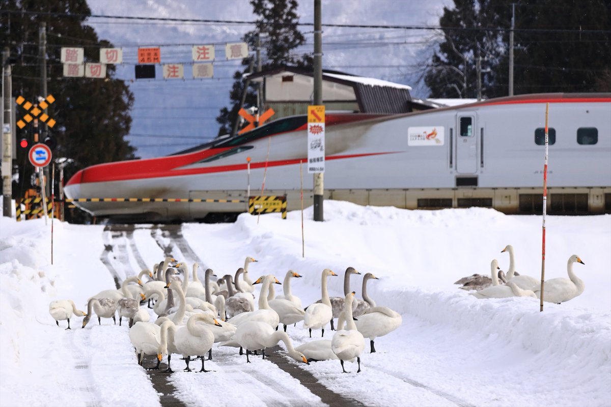 ブーちゃん (@gj5lSm7sYCsZlZP) / Posts / X