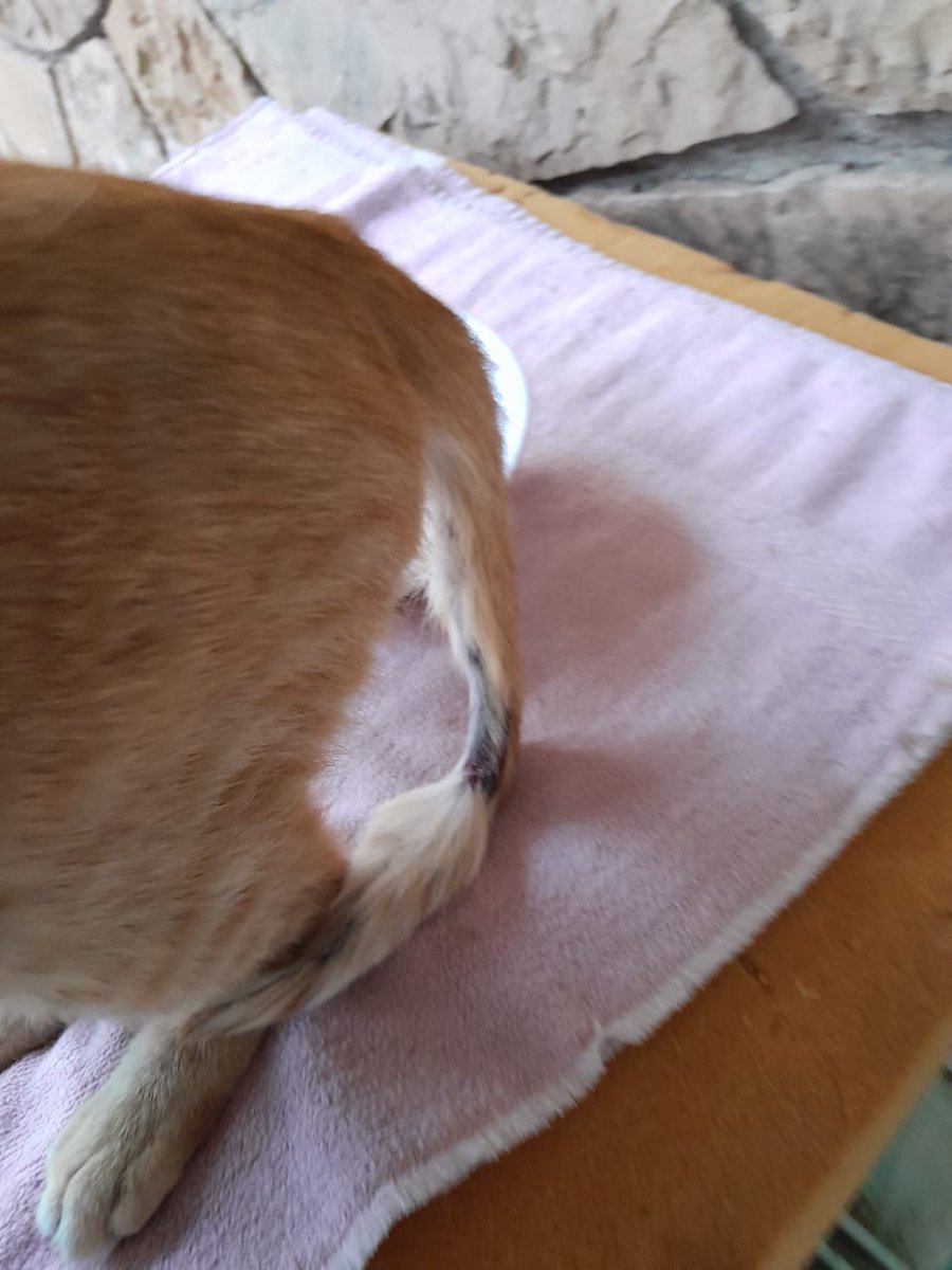 NoahReaverEA's tweet photo. 🔁Gente ahora sí necesito ayuda posta.

Al gatito callejero que cuido le mordió la cola un perro, y se le está necrosando. Tengo que llevarlo urgente al vete. Es carísimo y yo estoy sin trabajo.

Cualquier ayuda es bienvenida:
ALIAS: MIRIAM.INES.ARIAS
CBU: 0110285930028523478101 https://t.co/WEve0nEb0Y