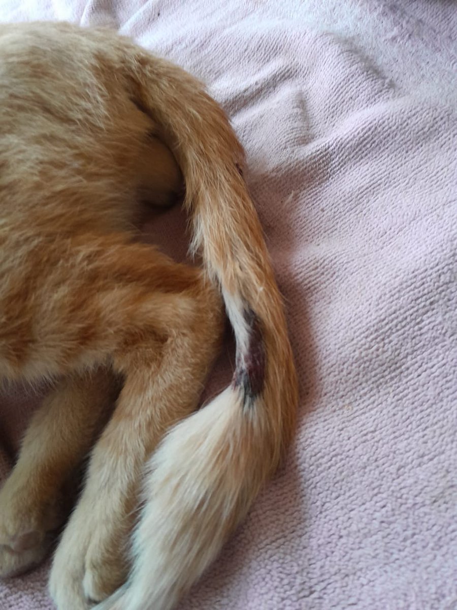 NoahReaverEA's tweet photo. 🔁Gente ahora sí necesito ayuda posta.

Al gatito callejero que cuido le mordió la cola un perro, y se le está necrosando. Tengo que llevarlo urgente al vete. Es carísimo y yo estoy sin trabajo.

Cualquier ayuda es bienvenida:
ALIAS: MIRIAM.INES.ARIAS
CBU: 0110285930028523478101 https://t.co/WEve0nEb0Y