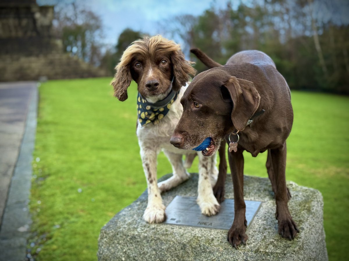 MuddyandMiley's tweet photo. Muddy and Miley hopeful it won’t rain ‘Cats and Dogs’ today! thaw in Rostrevor this morning (photo Ian Sands , Rostrevor) @linzilima @bbcweather  @Louise_utv  @WeatherAisling @barrabest   @angie_weather @WeatherCee @geoff_maskell @Ali_Totten @UTVNews @bbcweather @rtenews https://t.co/oQJylHud5d