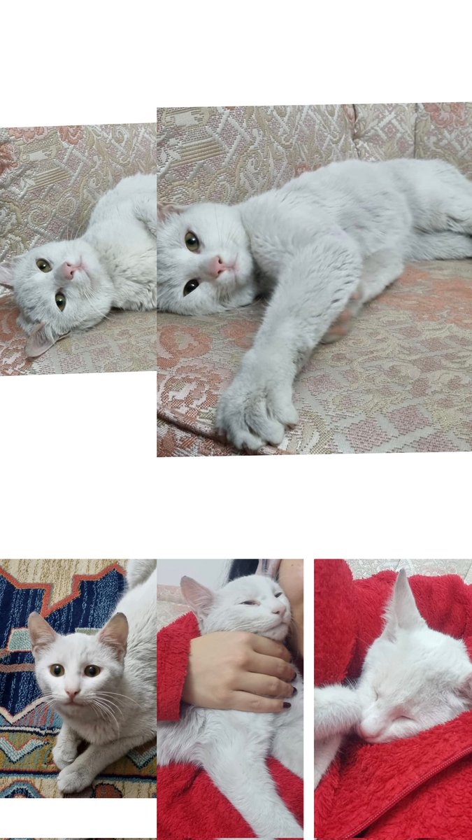 ÇOK ACİL – GEÇİCİ / KALICI YUVA ARANIYOR
 Lucas
  Erkek
Yaş: 7–8 aylık
 Durum: Sağır
 Karakter: Aşırı uysal, sakin, kendini sevdirmeyi çok seviyor, insan canlısı
Lucas’ın en az 1 hafta kalabileceği acil geçici, tercihen kalıcı yuvaya ihtiyacı var.
Ankara
📞 0549 617 19 10