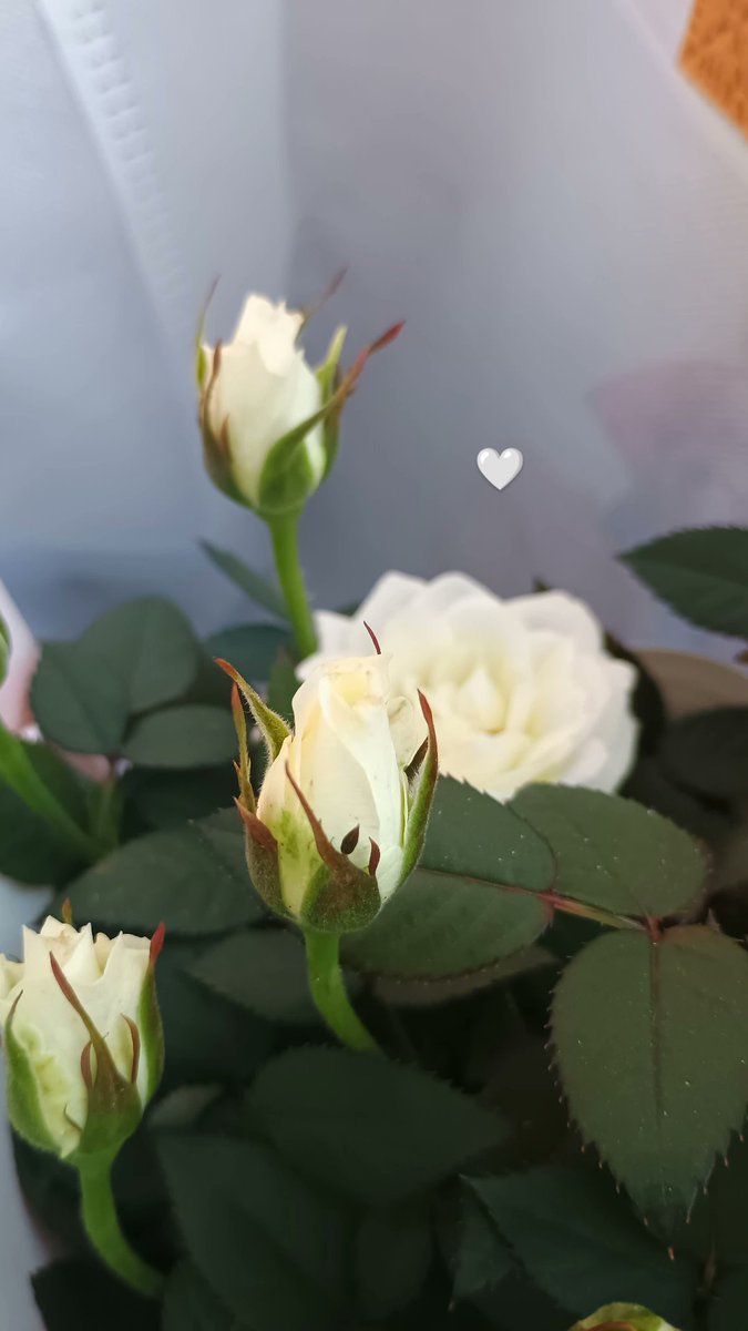 hornipredator's tweet image. 🤍🌹