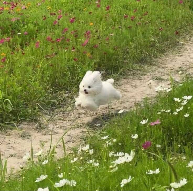 umademyday0804's tweet image. 260118

หัวดุ๋งงงงงงงง 🐶🩵

#sea_tawinan 
#JimmyGraduationDay