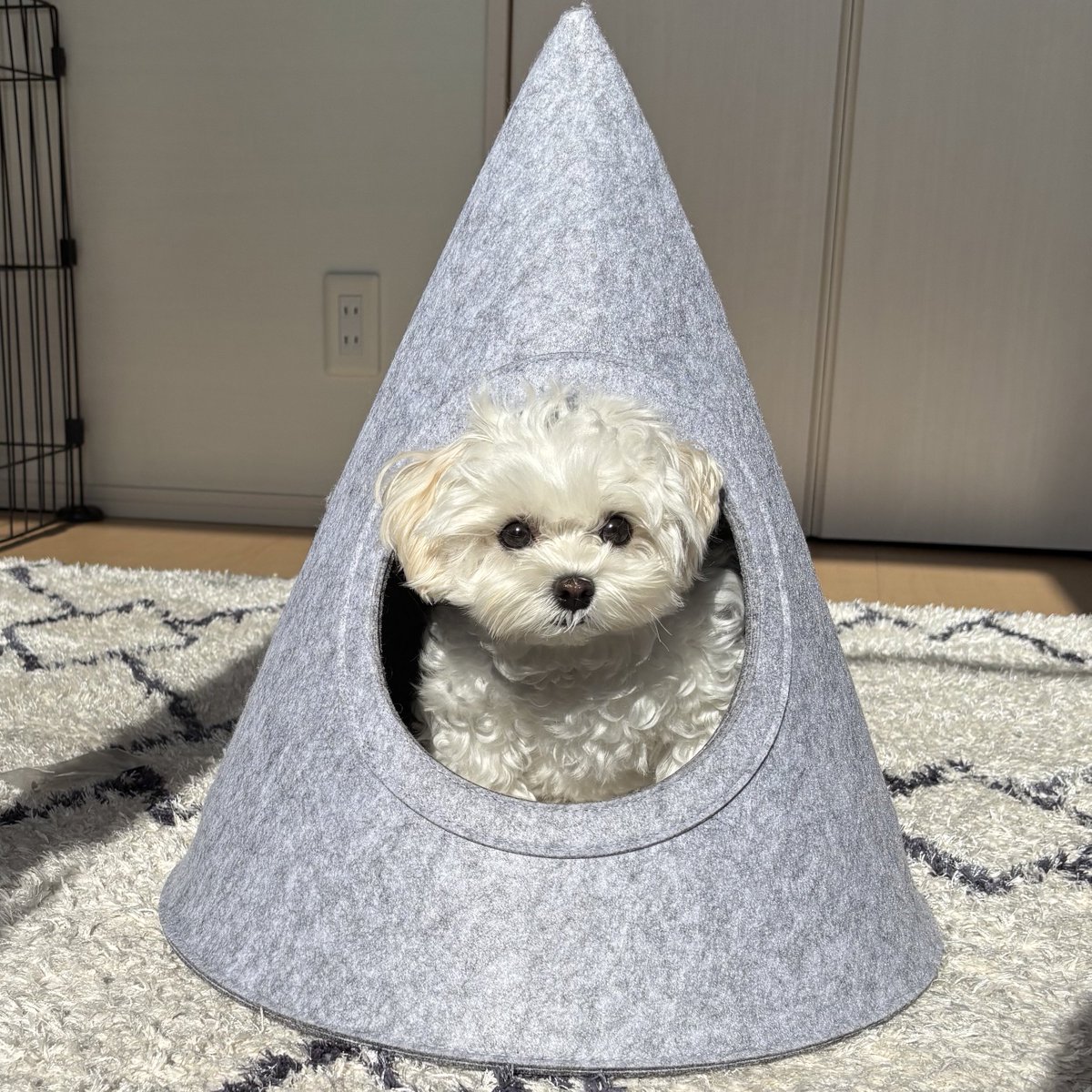 天使のイッヌ🐻‍❄️🪽 (@pure_white_puku) / Posts / X