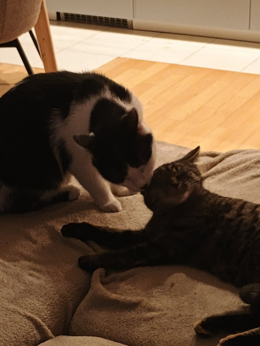 hornipredator's tweet image. uwielbiam patrzeć jak Firo robi jej spa