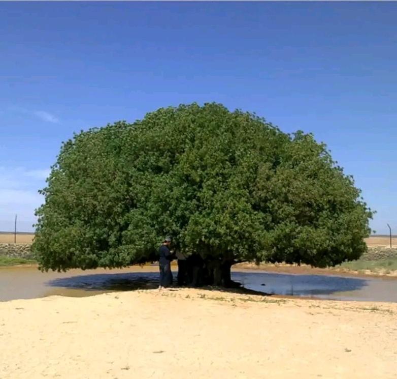 Hz. Muhammed'in [sav] 1400 yıl önce dinlendiği çölde ayakta kalan tek ağaç.