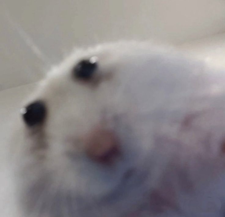 TweetsOfHamster's tweet image. 