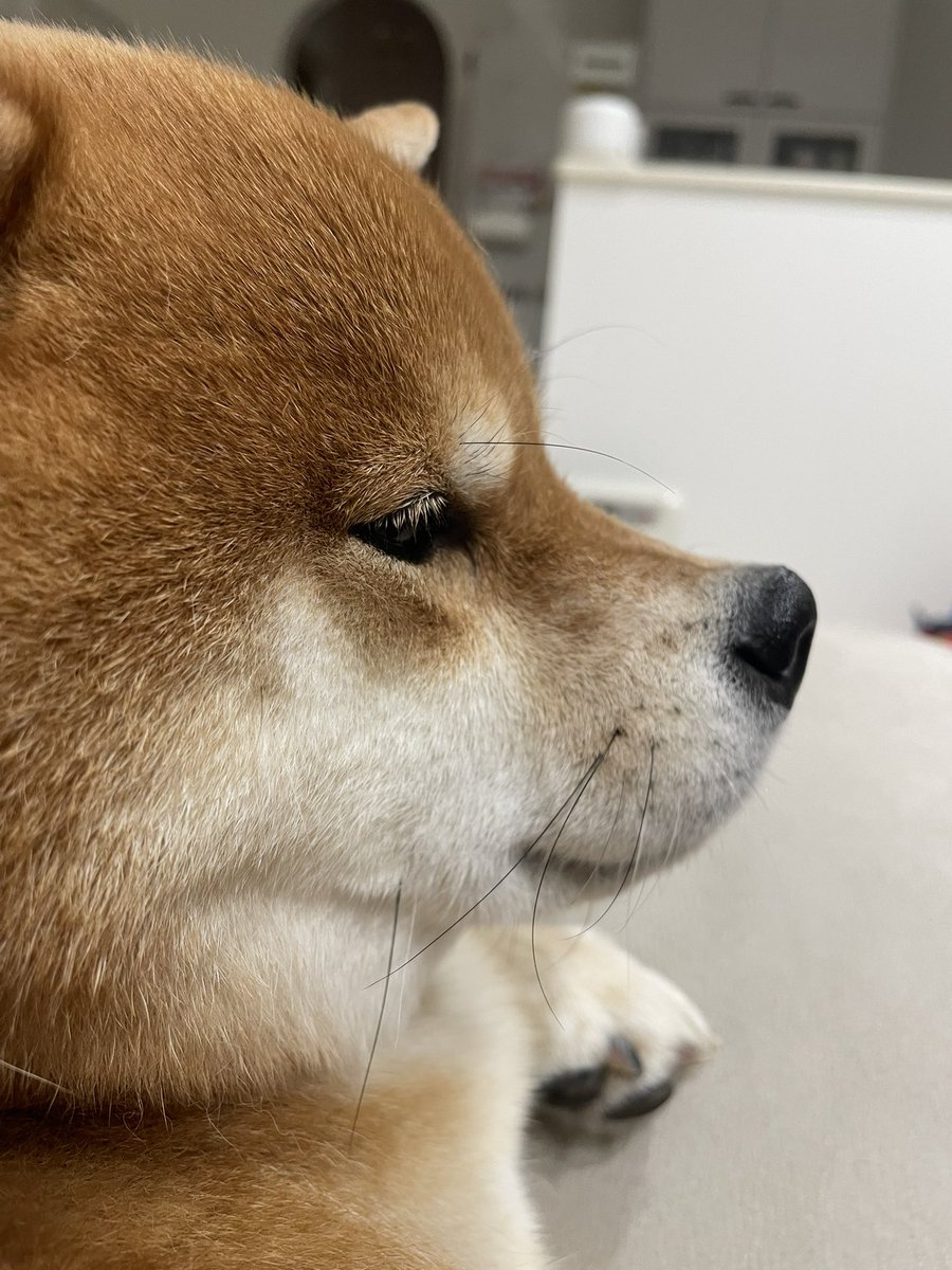daichan_shiba_'s tweet photo. 本日の横顔👃 https://t.co/RhLckm0Cnq