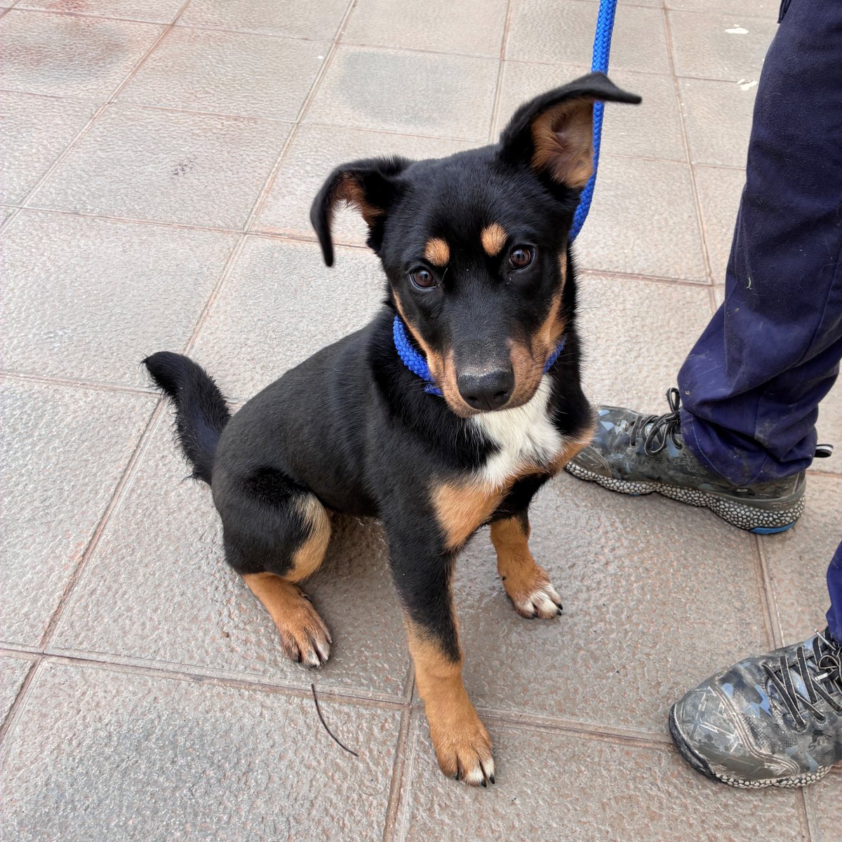 El Refugi dels Peluts tweet media