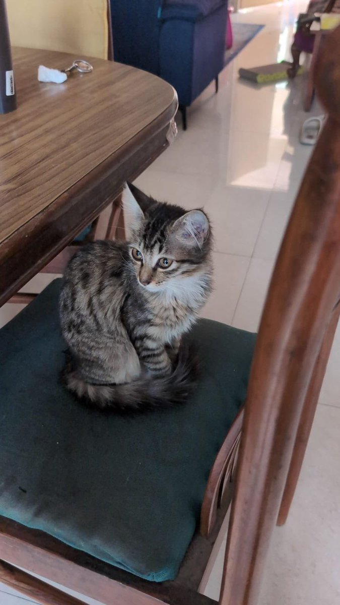 ritwik 🤿 tweet media