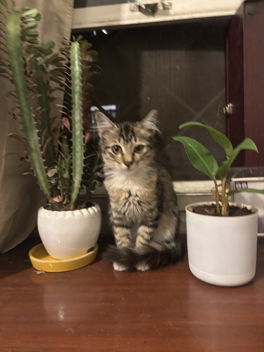 ritwik 🤿 tweet media