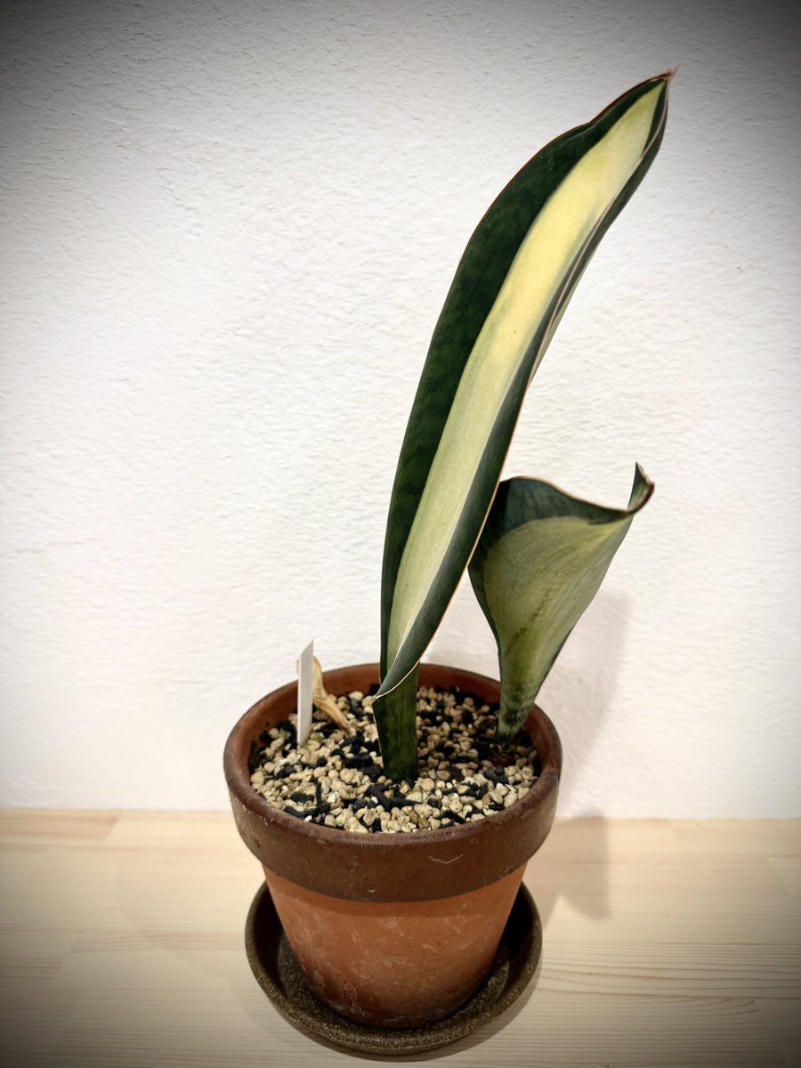 サンスベリア・マッソニアナ(白中斑)
(D.masoniana variegata)
コイツは殆ど動きが見られませんね！子株が少し伸びたかなくらいです。
しかし子株もキッチリ白中斑出ているのでありがたい。もう少し冴えてくれたら良いのですが…。
#観葉植物
#サンスベリア
#サンセベリア