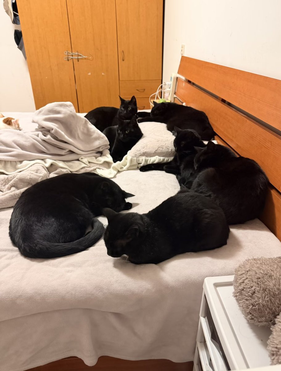 The bedroom has been occupied by the black cat