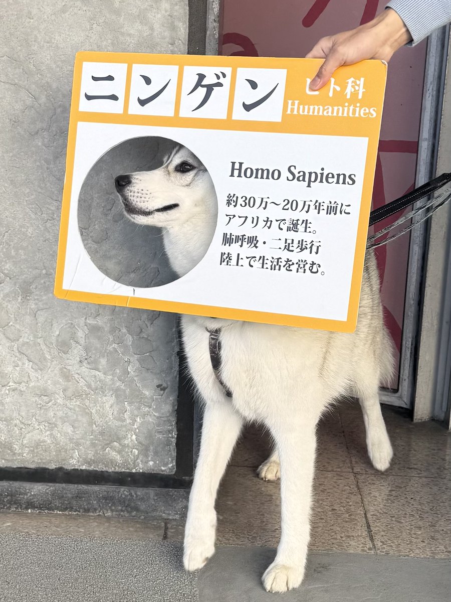 sa_________mu's tweet photo. ハスサピエンス https://t.co/zztws83RQh