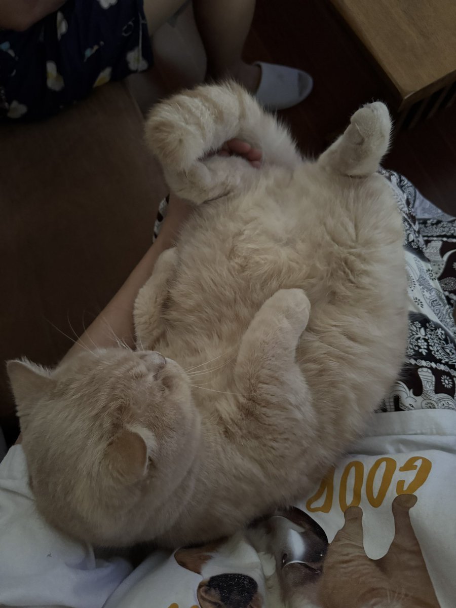 yayee2548's tweet image. ป้องกัดจอคอมพังอีกแล้ว คือเครื่องเก่าน้องก็กัดของแม่จนพัง เพิ่งซื้อใหม่ใช้ครึ่งปีเอง พังอีกแล้ว น้องอะ 😭 แต่เจบกว่าคือพอนี่บอกแม่ว่าต้องซื้อคอมใหม่อีกแล้วป้องกัดพัง แม่ด่าเลย แล้วทำไมไม่ระวังล่ะป้องไม่ได้ตั้งใจ ชั้นบอกโหจอเป็นรูเลยนะ แม่ตกใจแล้วฟันป้องจะเปนไรมั้ย อืม สนใจนี่บ้าง