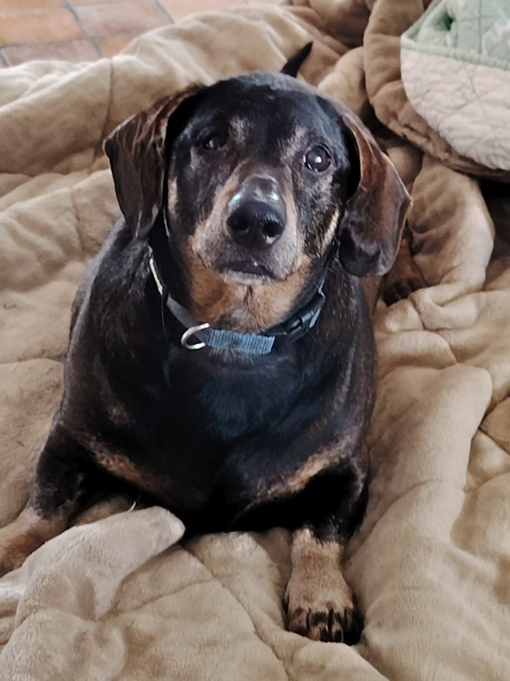 SosAbuelos1's tweet image. Solo #CATALUNYA
#ALDO es este pequeño de 10 Kg y 10 años. 

Su vida ha sido una sucesión de adversidades; fue comprado y regalado varias veces para acabar en manos de un mal tratador que le dañó un ojo 😔

Ya a salvo con nuestras compañeras rescatistas buscamos una adopción…