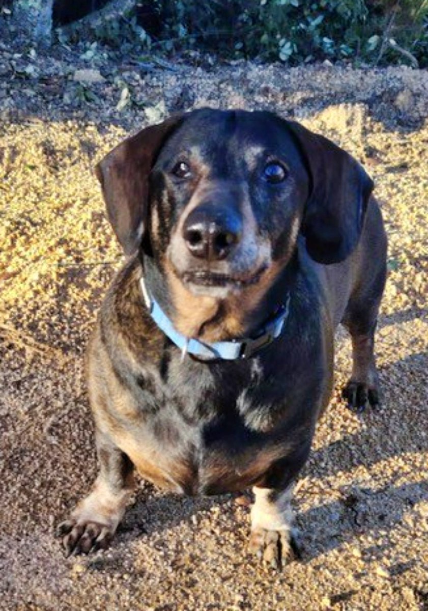 SosAbuelos1's tweet image. Solo #CATALUNYA
#ALDO es este pequeño de 10 Kg y 10 años. 

Su vida ha sido una sucesión de adversidades; fue comprado y regalado varias veces para acabar en manos de un mal tratador que le dañó un ojo 😔

Ya a salvo con nuestras compañeras rescatistas buscamos una adopción…