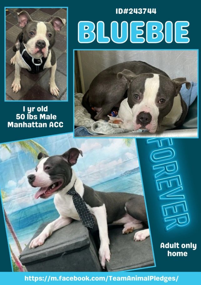 NMBewitched's tweet image. #SundayMorning 

I want to talk about #Puppies 
They are still our biggest challenge in #Rescue 
People breed for money, they do not care about good homes

This is Bluebie &amp;amp; Frosting Tex 
nycacc.org
They arrived #Adoptable, now both are Rescue Only 

Why do we Kill…