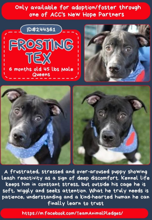 NMBewitched's tweet image. #SundayMorning 

I want to talk about #Puppies 
They are still our biggest challenge in #Rescue 
People breed for money, they do not care about good homes

This is Bluebie &amp;amp; Frosting Tex 
nycacc.org
They arrived #Adoptable, now both are Rescue Only 

Why do we Kill…