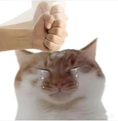 CatsMakeBiscuit's tweet image. I only have one hour to get my motel bill secured. I have only raised $10 so far. Please help me if you can. 

my motel fee: $10/$95