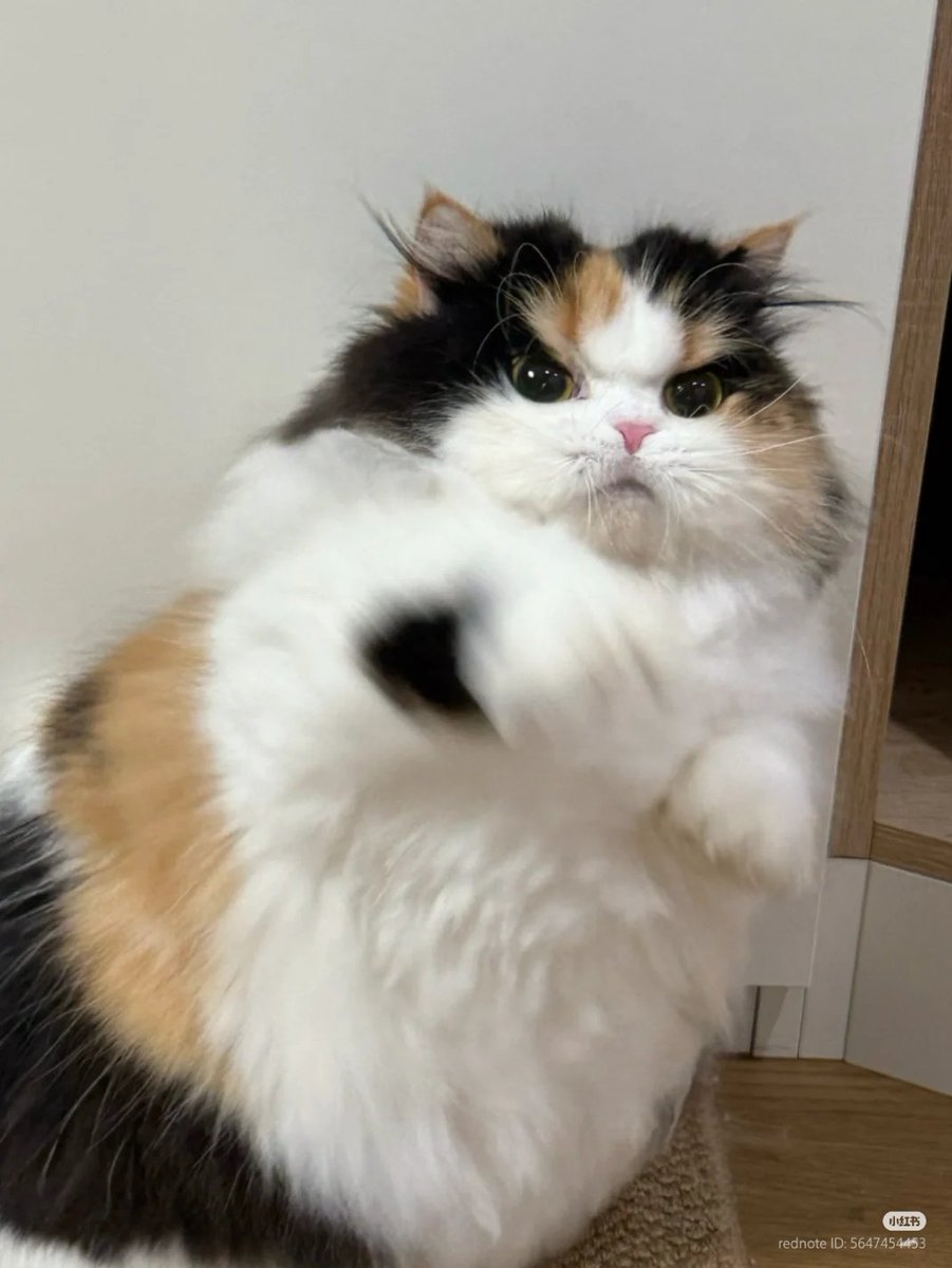nocontextscats's tweet photo. 👊🏻😾 https://t.co/Pe0XuUvJ3W