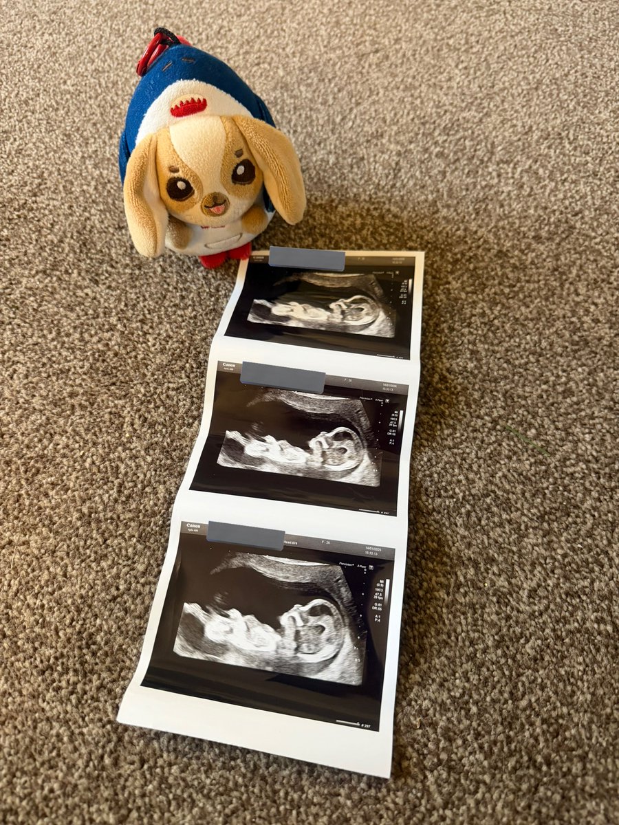 THAMEPOISM's tweet image. baby westie &amp;amp; lykyou due july 2026 (i’m pregnant 🤰)