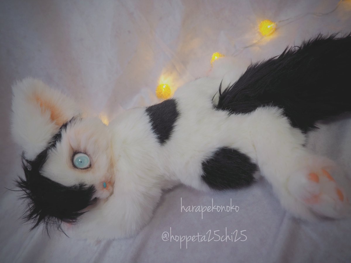 ハラペコ様 すくうコ 【アートドール】 ハラペコ (@hoppeta25chi25