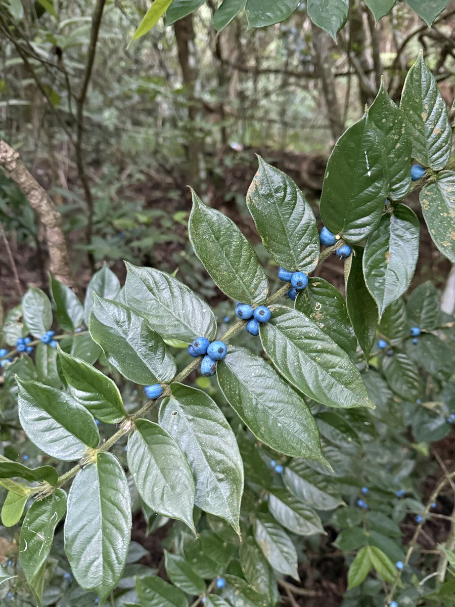 步道 植物