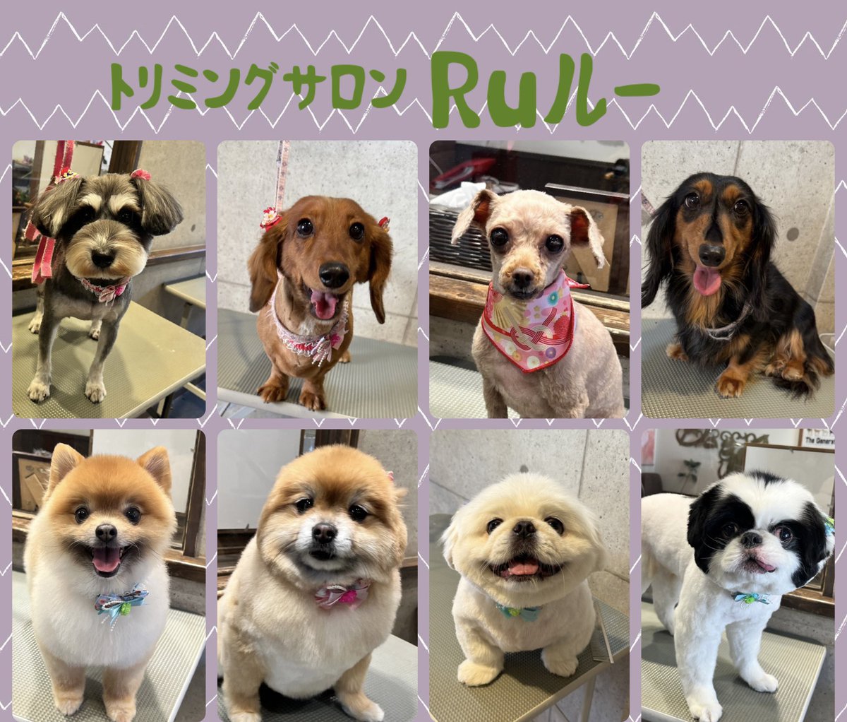 ♡ミニチュアシュナウザーのノノちゃん＆ミニチュアダックスのララちゃん
♡トイプードルのはちちゃん
♡ミニチュアダックスのルアちゃん
♡ポメラニアンのポンタくん＆ももちゃん
♡ペキニーズのあおくん＆狆のゆきまるくん
.
.
.

いつもありがとうございます♡