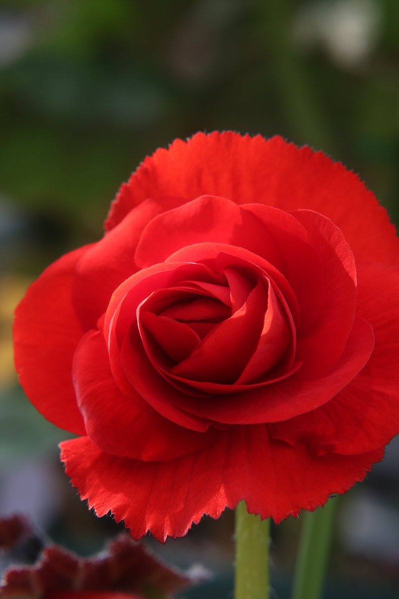 gontanokoneroku's tweet photo. Bright,bold and impossible to ignore 😘
#Begonia
#RedBegonia
#FlowerPhotography https://t.co/mvPJz4BhAp