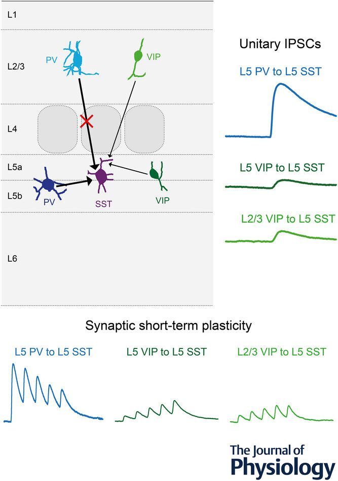 JPhysiol's tweet image. In this recent study, Felix Preuss (@Go_Neuroanatomy @yourUMG) et al. observed that inhibitory circuit motifs of cortical #somatosensory layer 5 SST #interneurons are uniform within layers but specific across layers 💡 🔬 

📜 Read the #Research here: buff.ly/7NcIS62