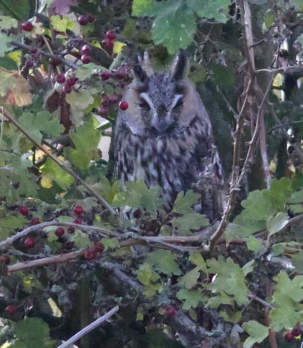 oldgreyheron's tweet image. #camouflage #DailyPictureTheme @DailyPicTheme2 
Long eared owl - I assure you that he was camouflaged and could only be seen when pointed out!