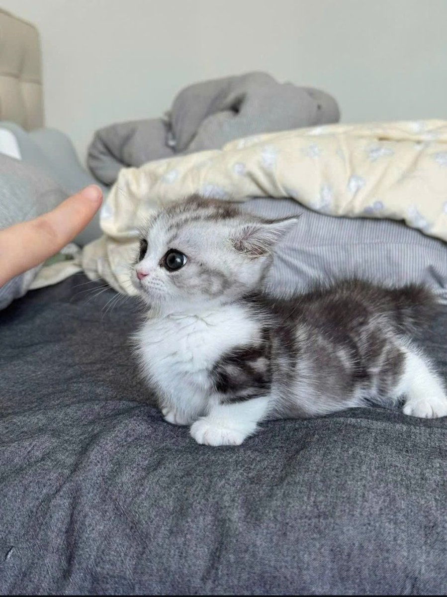 CuteCatsMagic's tweet image. 