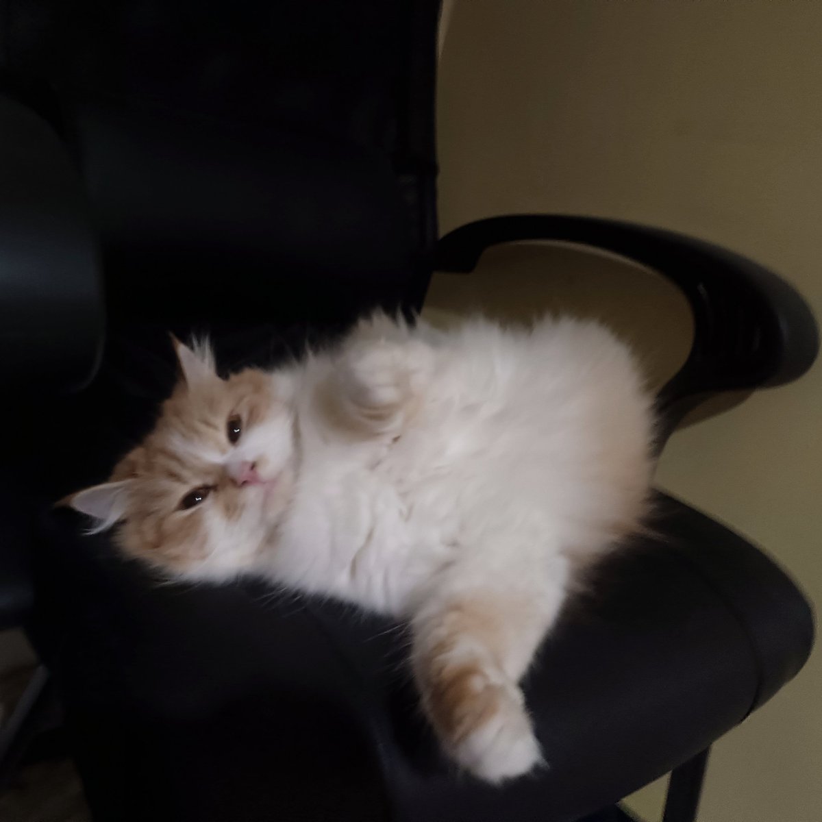 Relic Abyss ✨EA - April 13!✨ tweet media