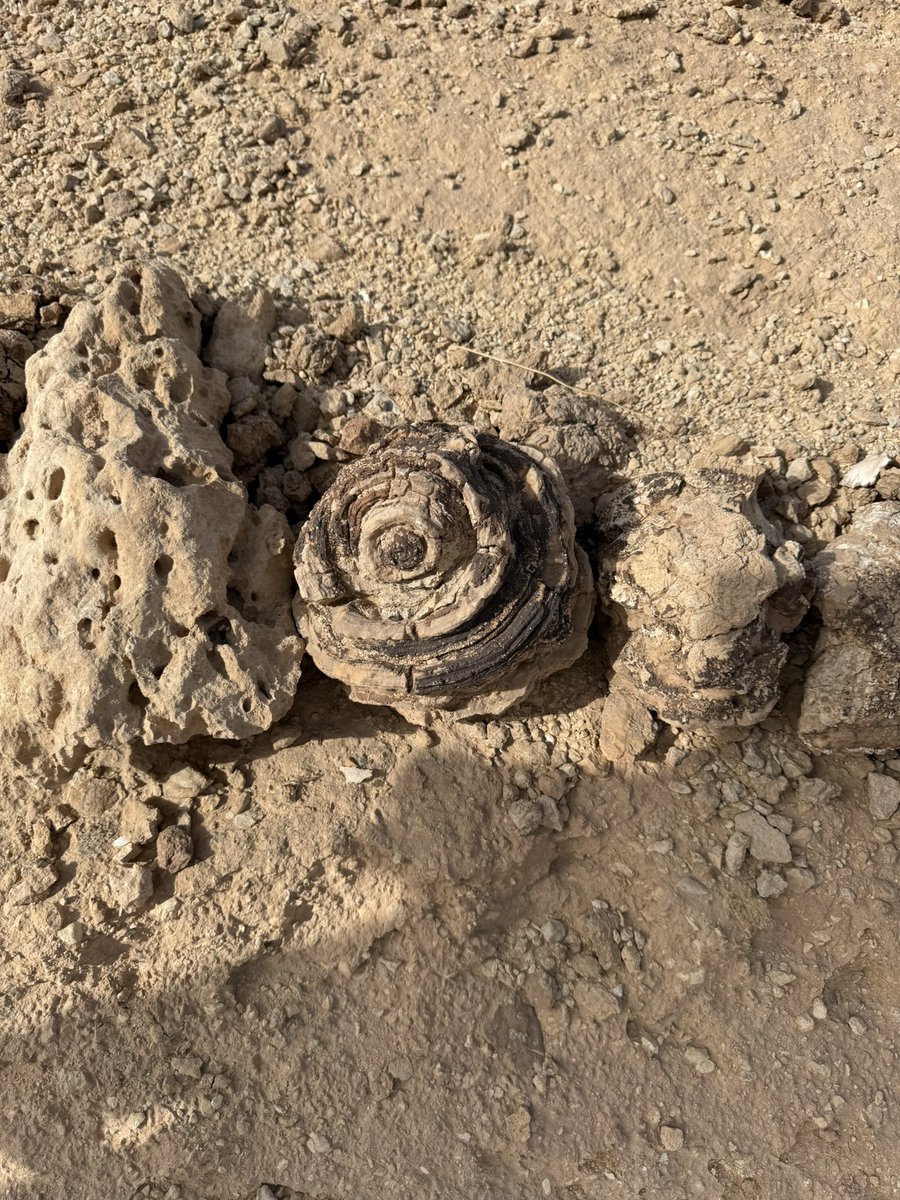 مستشار tweet media