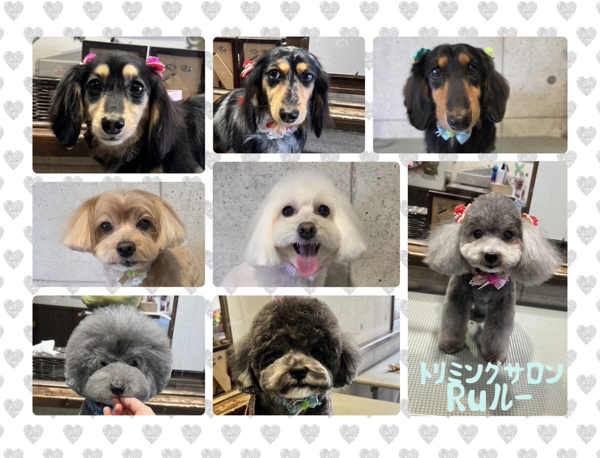 ♡ミニチュアダックスのココアちゃんルシェルちゃん＆そらくん
♡ハーフのカイくん＆むぎちゃん
♡トイプードルのリルちゃん
♡トイプードルのサンタくん
♡ハーフのぺてくん
です（╹◡╹）
.
.
.

いつもありがとうございます♡