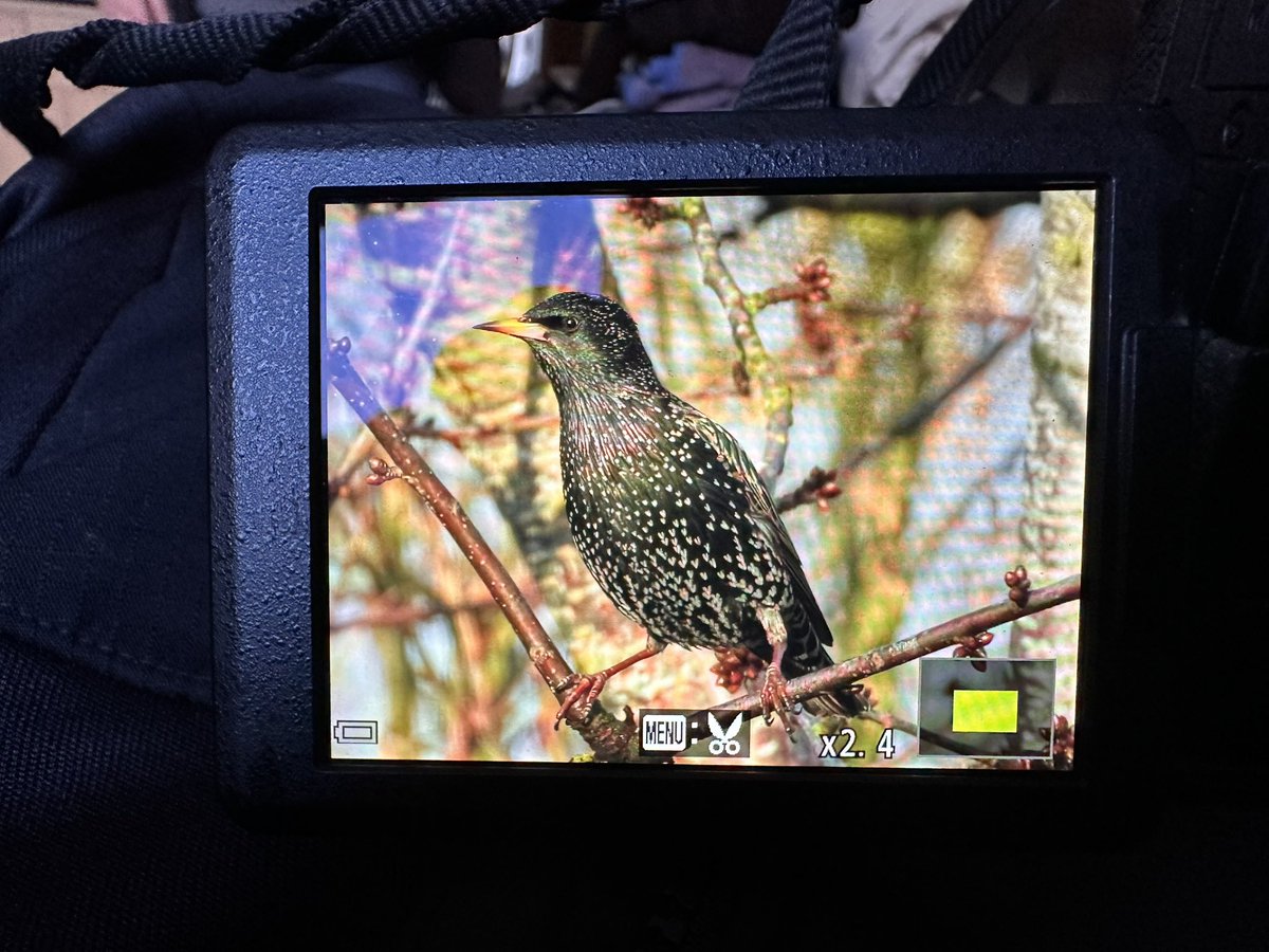 Fieldfares finally got around to eating the crab apples &amp; rose hips this week 
Starlings starting to use the nestbox again