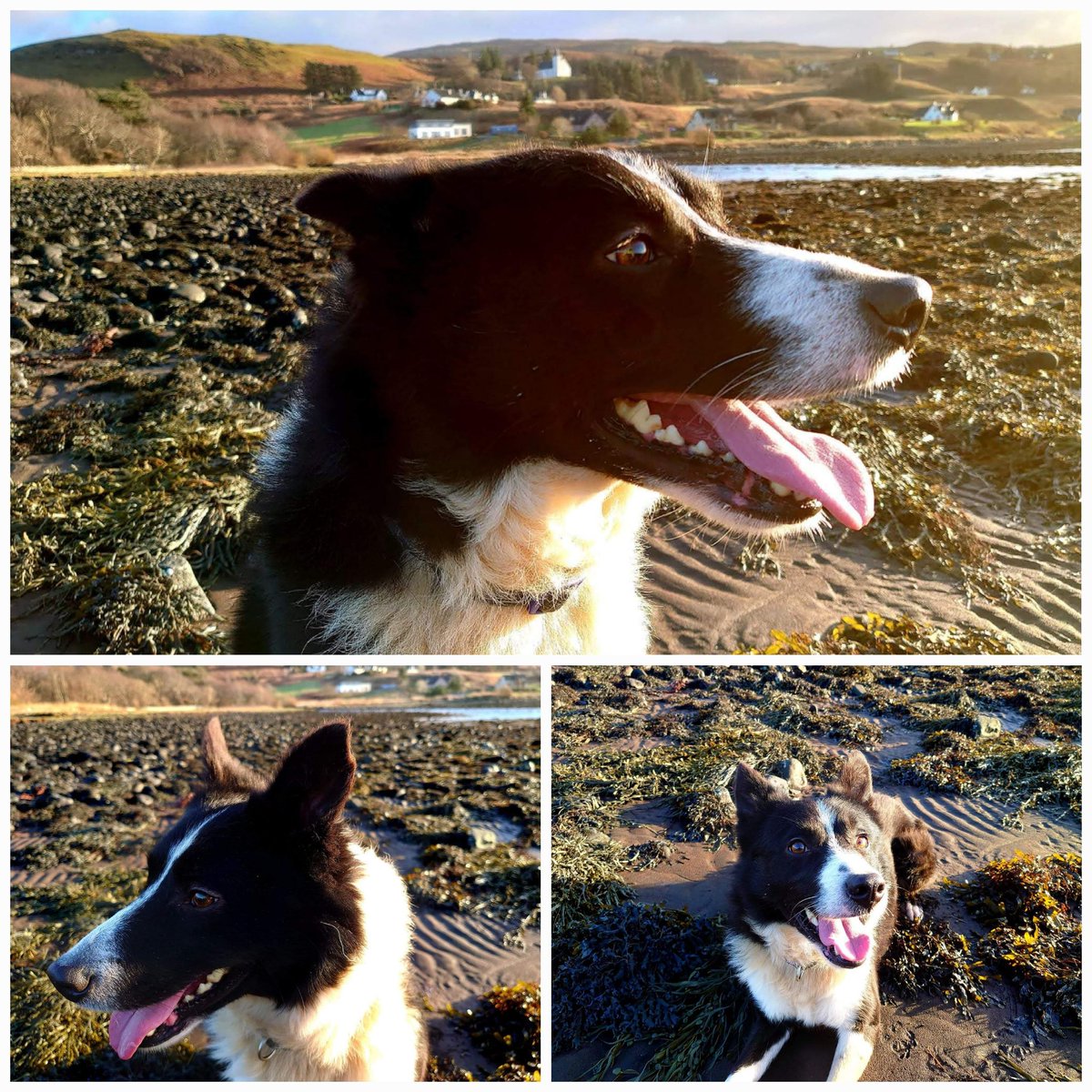 Don Esson tweet media