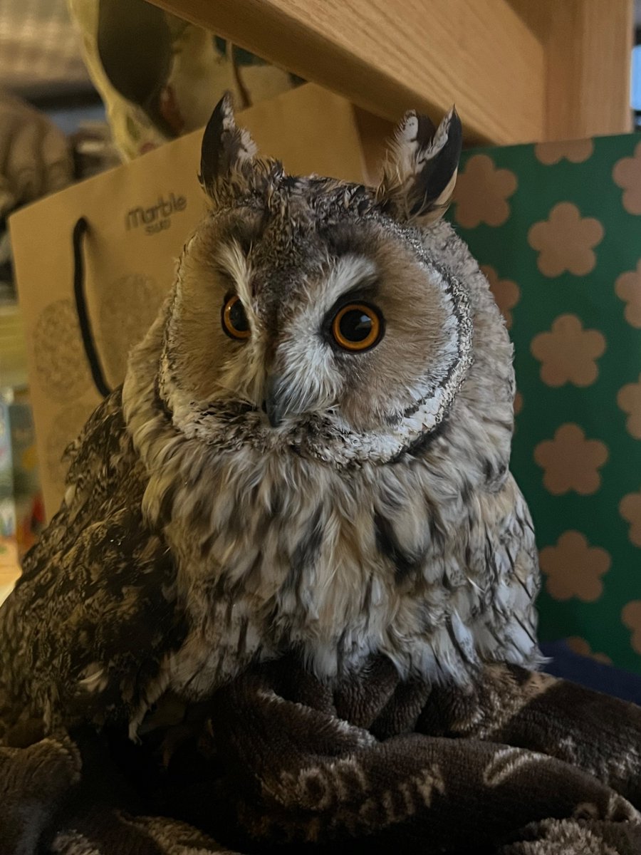 もこもこな可愛い子ちゃん