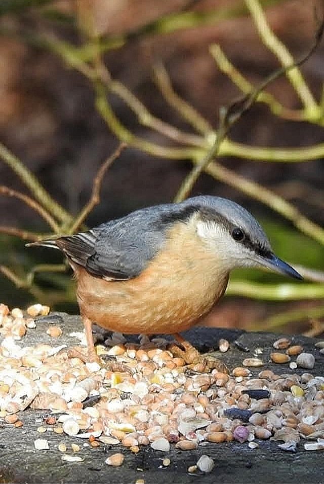 m_pexton1's tweet photo. Nut hatch https://t.co/DZkmnF5rRd