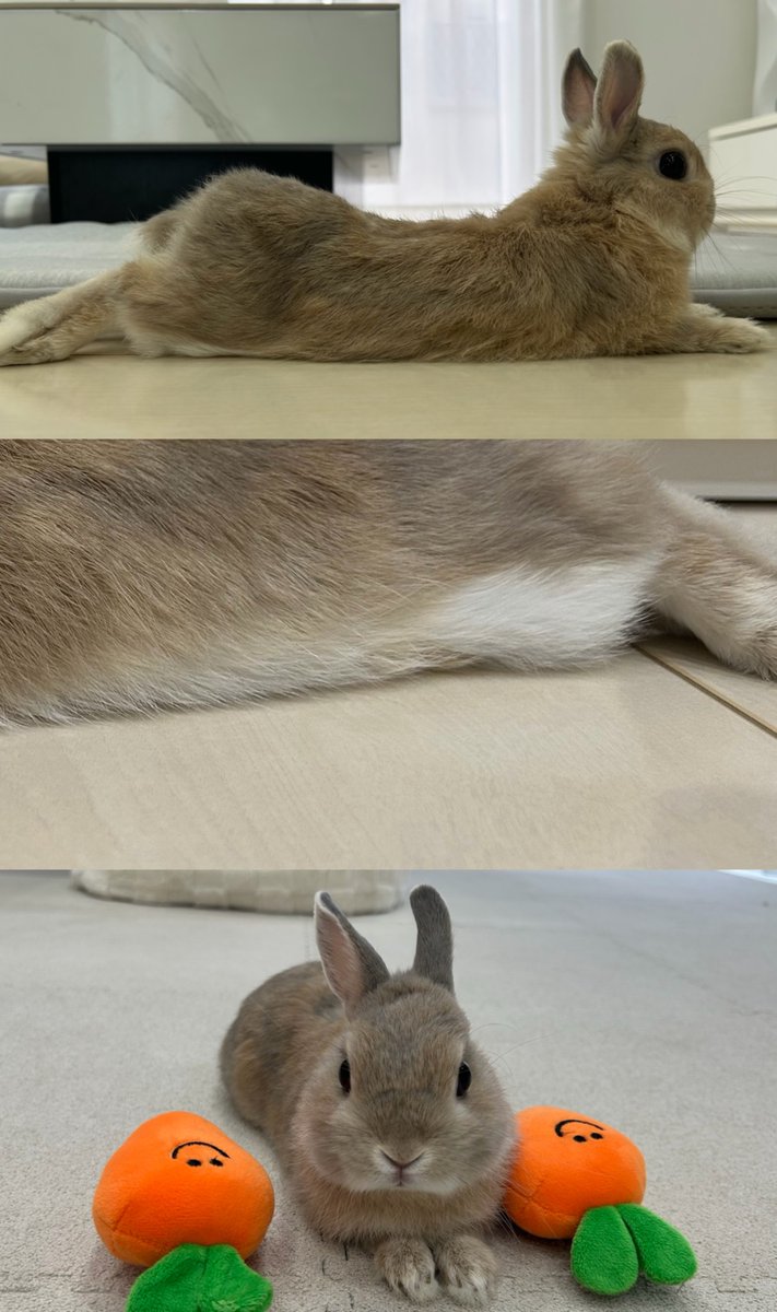 Tap the image to unleash bunny cuteness overload… 🐰

画像をタップすると、うさぎの可愛さが限界突破します…