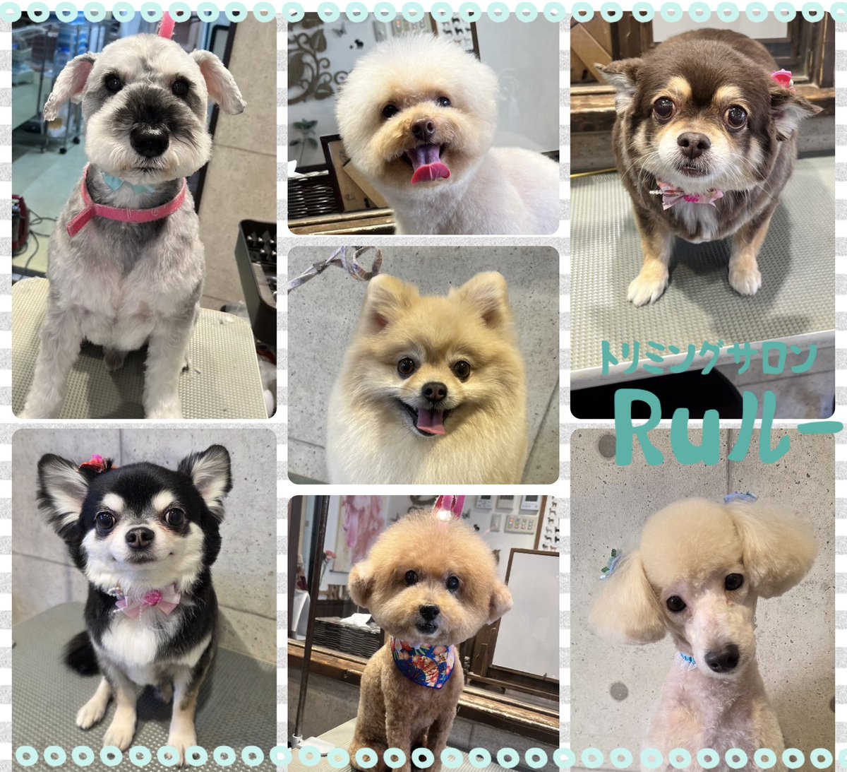 ♡ミニチュアシュナウザーのジンくん
♡チワワのさくらちゃん
♡トイプードルのとわちゃん
♡ポメラニアンのティナちゃん
♡トイプードルのカオンくん
♡チワワのじゅんこちゃん
♡トイプードルのコハクくん
です（╹◡╹）
.
.