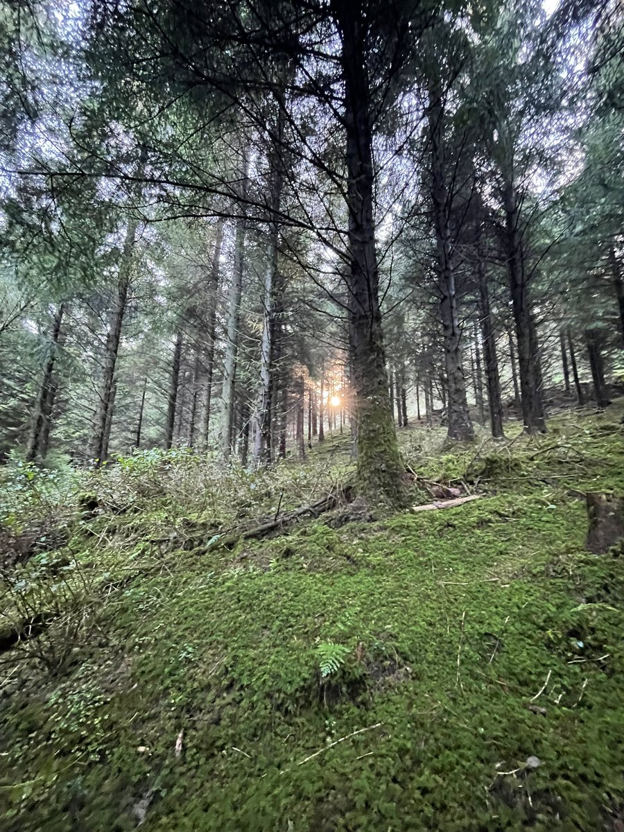 DCKC87's tweet image. Winter sun in the forest #FOREST #SundayFunday