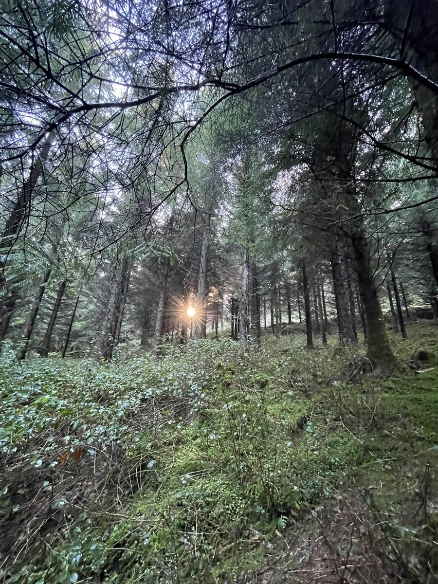 DCKC87's tweet image. Winter sun in the forest #FOREST #SundayFunday