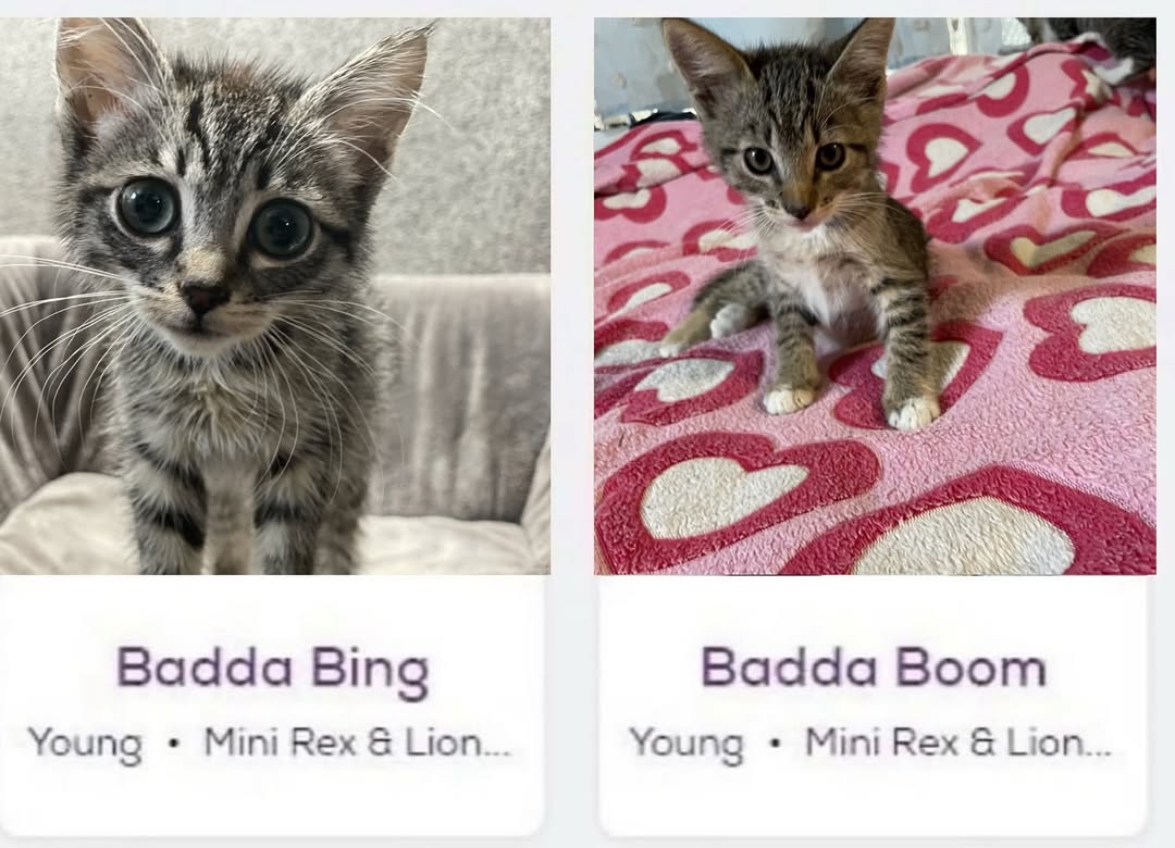 smol silly cat (@catsillyness) on Twitter photo 