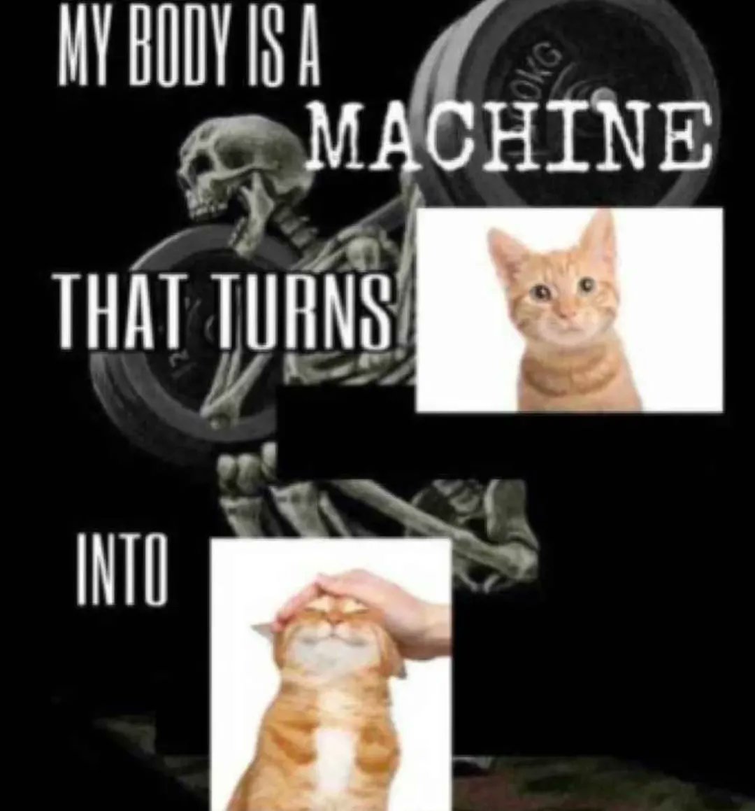 Catsillyness's tweet image. 