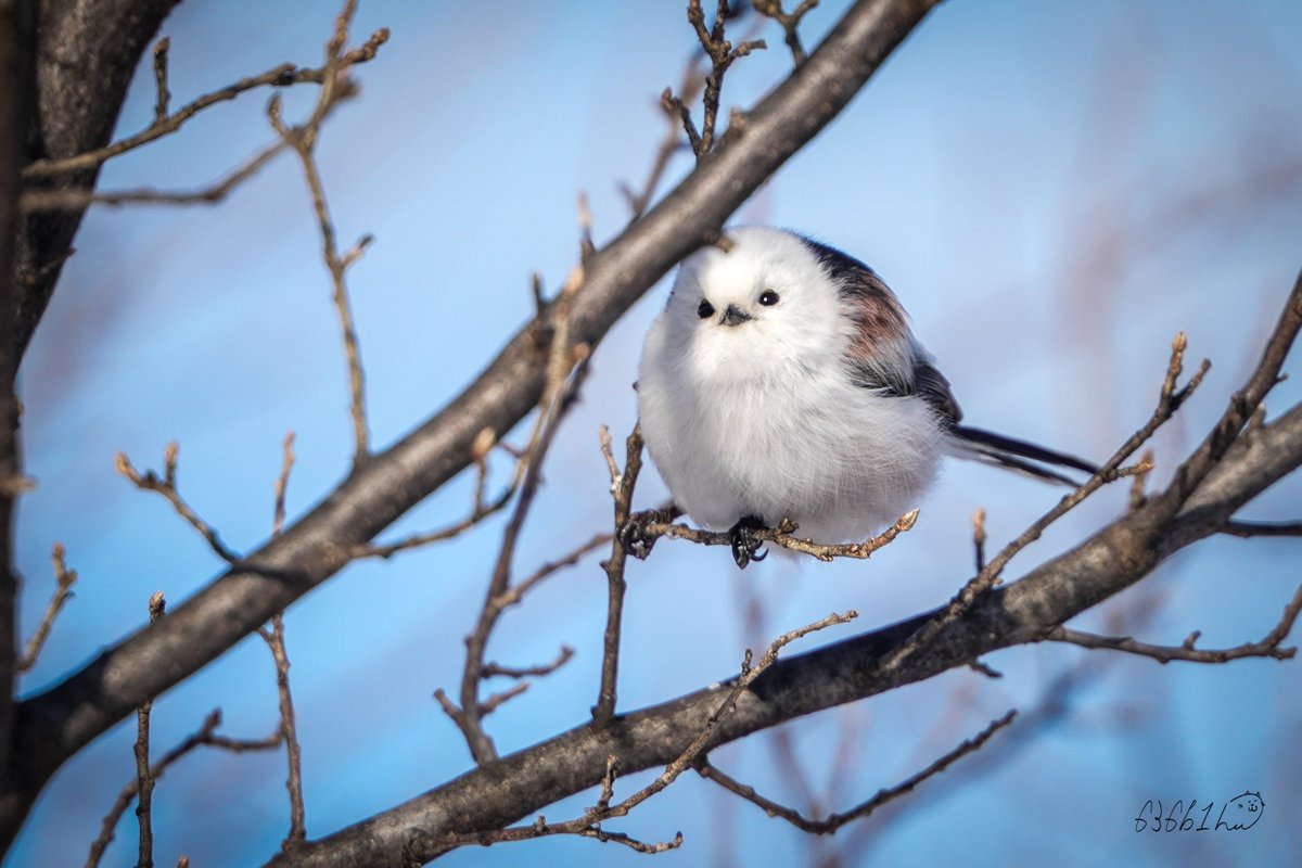 草むらから歩いてたらいきなり出てきた伝説のシマエナガ 草むらから歩いてたらいきなり出てきた伝説のシマエナガ 草むらから