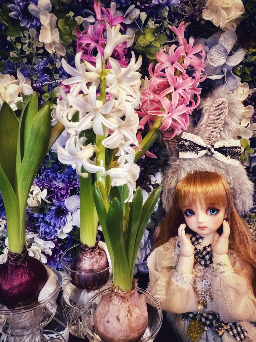 莉李ちゃんが1週間で抜かれたしお花も満開になっちゃった🪻早くない？