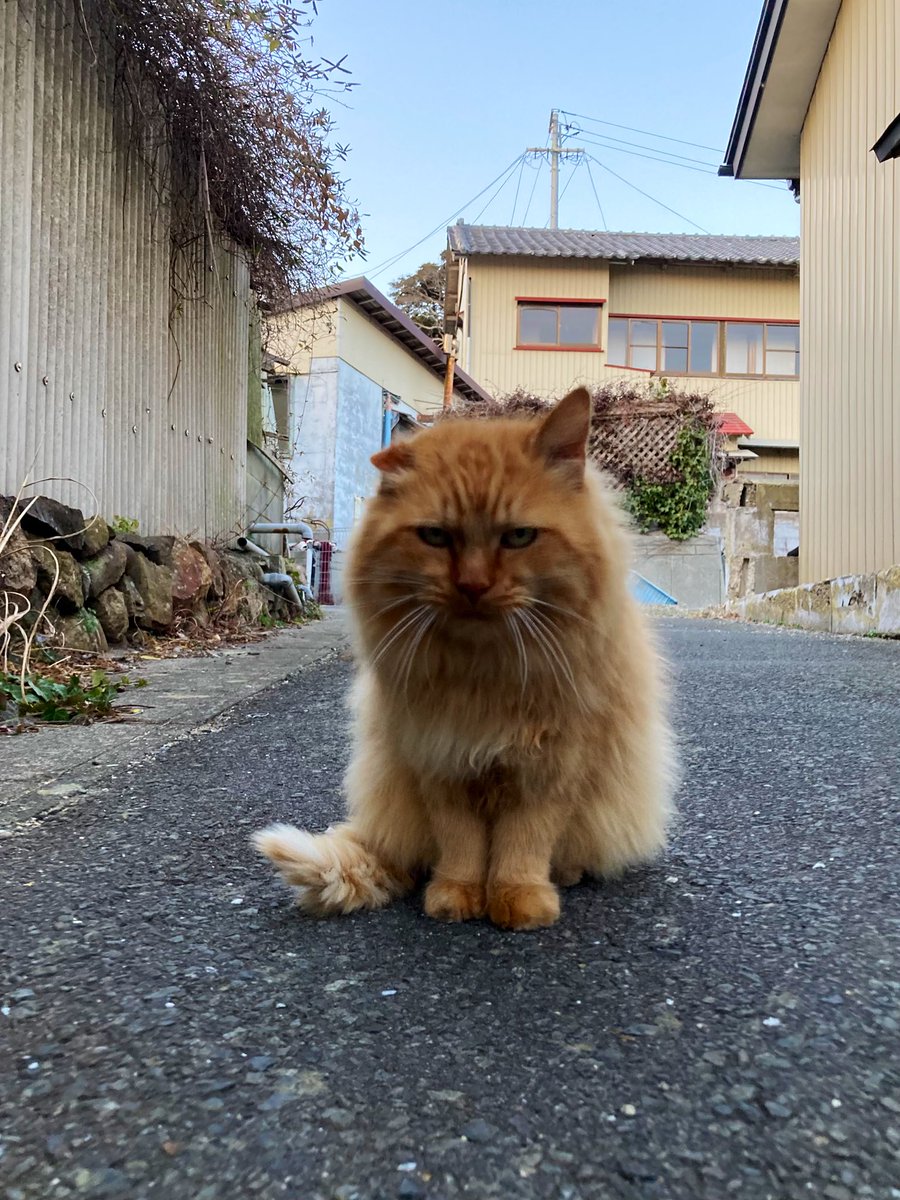 今夕の #仁斗田地区 #ポンプ置場 出迎えてくれたのは二代目ちゃめこと